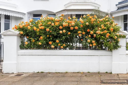 Miniatura 6 de 5 Seeds Orange Climbing Rose Rosa Bush Vine Climber Fragrant Butterfly Flower Seeds