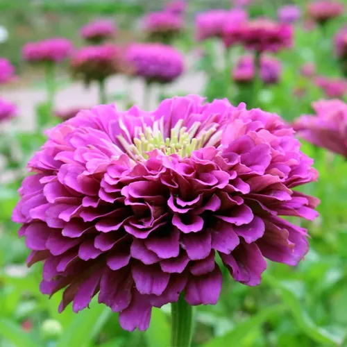 Park Seed Zinnia - Semillas para plantar flores, fáciles de cultivar, perfectas para jardín de primavera, selecciones de parque, color morado,