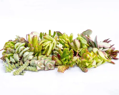 Miniatura 5 de Esquejes de suculentas vivas - Esquejes de suculentas a granel (paquete de 20) (Sedum Rubrotinctum Esquejes de suculentas)
