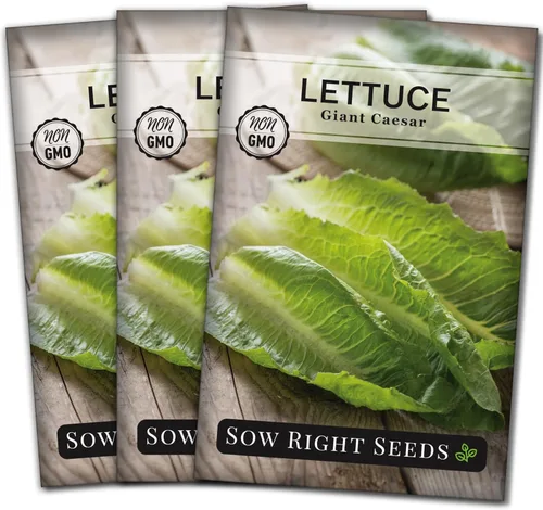 Miniatura 8 de Sow Right Seeds - Semillas de lechuga gigante Caesar para plantar - Paquete de reliquia no transgénica de polinización abierta con instrucciones