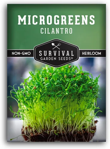 Semillas de cilantro microgreen para germinar – Semillas de cilantro de reliquia sin OMG para microgreens frescos y sabrosos – Cultivo interior o