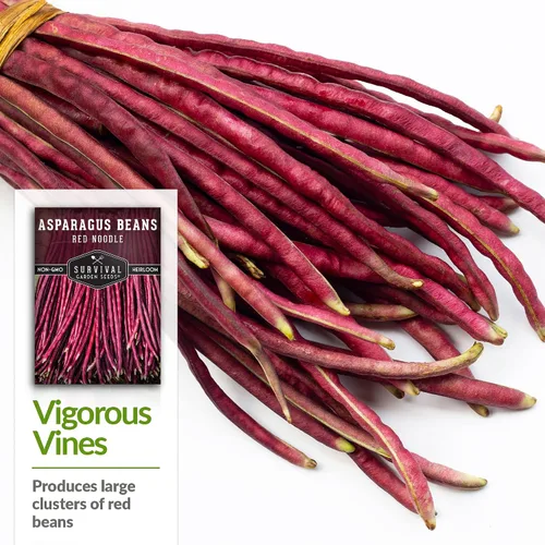 Miniatura 4 de Yardlong - Semillas de frijoles para plantar, semillas de frijoles espárragos de fideos rojos, vainas rojas extralargas en vides trepadoras amantes