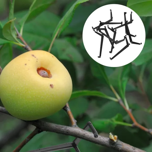 Miniatura 4 de Baluue Esparcidor de ramas de árbol frutal, 40 unidades, esparcidores de ramas de árbol para una fuerte propagación de ángulos de entrepierna, ramas