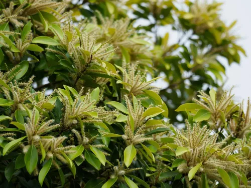 Miniatura 2 de Semillas de roble de piedra japonesa para plantar (5 semillas) - Lithocarpus edulis