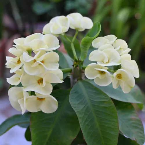 Euphorbia - Planta de corona de espinas, planta viva suculenta perenne para interiores y exteriores, 4 a 7 pulgadas (blanco)