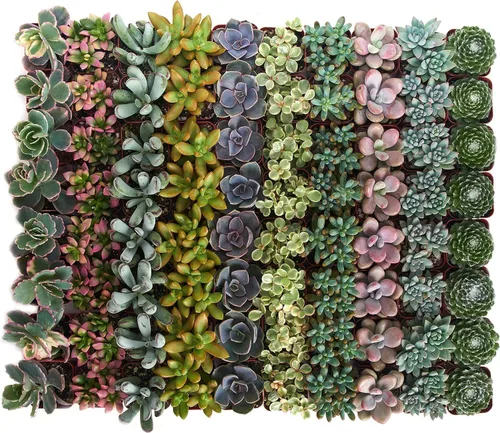 Miniatura 2 de 4 plantitas, de Shop Succulents, colección variada, tonos pastel