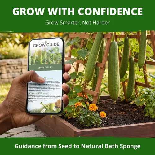 Miniatura 8 de HOME GROWN Luffa Seeds - 40 semillas de calabaza de lufa sin OMG para plantar, alta germinación, cultiva tus propias esponjas de baño naturales