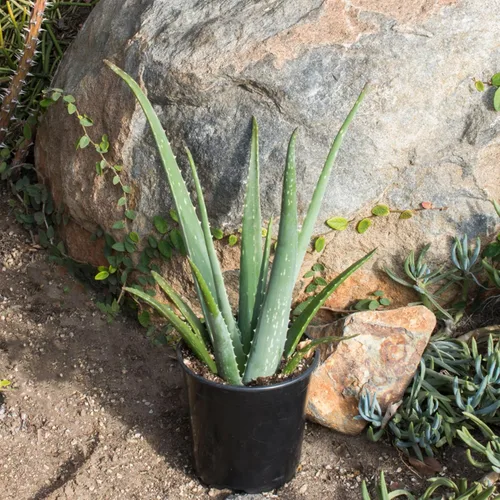 Miniatura 9 de Planta de aloe vera viva en maceta de cultivo de 1G, plantas de interior fáciles, (Aprox. 50.8 cm de altura), suculentas reales, plantas