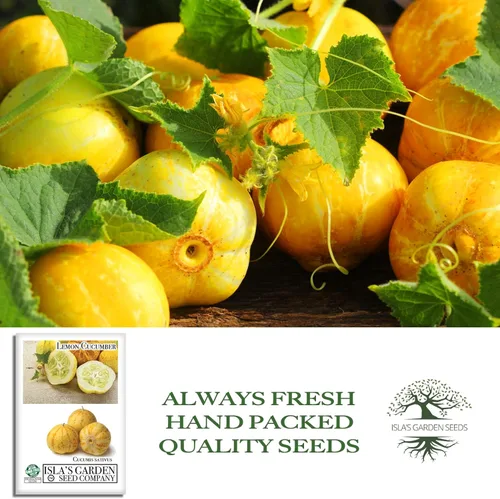 Miniatura 4 de Semillas de pepino de limón para plantar: más de 125 semillas sin OMG y reliquias, pepino amarillo redondo único, sabor crujiente y suave, por