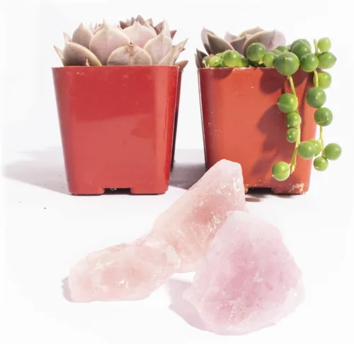 Miniatura 2 de Shop Succulents Colección de regalo única Good Juju Live Suculentas Plantas con Cuarzo Rosa Juego perfecto de mini suculentas y cristales