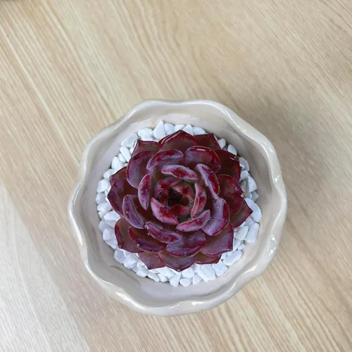 Miniatura 13 de Succulent Plants Live– Easy Care Bare Root Succulents for Indoor Outdoor Decor, Mini Live Plants for Home, Garden, Office, & Gift Ideas