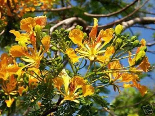DELONIX REGIA Yellow FLAMBOYAN Royal Poinciana Rare BOFFAI - Semillas de árbol 20 semillas, suculentas, cactus (TJ) para jardinería y plantación