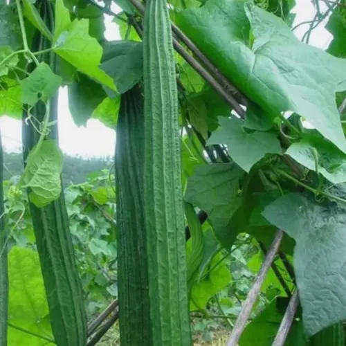 30 piezas de semillas de calabaza de esponja acanalada china okra angulada Luffa calabaza grande semillas frescas