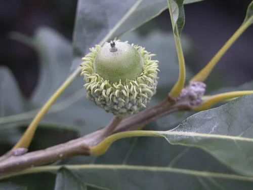 Semillas de roble Bur para plantar | 5 semillas grandes y saludables | Bur Oak es apreciado por su aspecto atractivo y bellotas peludas