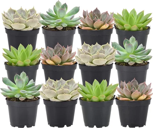 Arcadia Garden Products Mini suculentas variadas en vivo en maceta de cultivo de 2 pulgadas, paquete de 12, verde (LV66). No se puede enviar a
