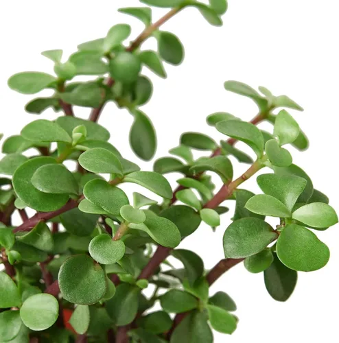 Miniatura 3 de Suculenta arbusto de elefante planta viva para interior Diferentes plantas de interior en maceta de 4 y 6 pulgadas Planta de casa real para sala