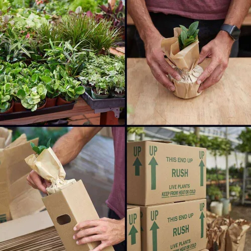 Miniatura 3 de Suculenta Crassula Jade Planta viva para interior Diferentes plantas de interior en maceta de 4 y 6 pulgadas Planta de casa real para sala