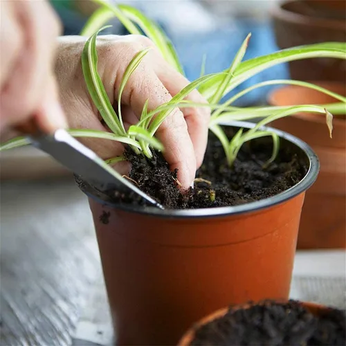 Miniatura 5 de 100 macetas de plástico para vivero, macetas de plástico reutilizables para suculentas, plántulas, esquejes, trasplante, plántulas con agujeros