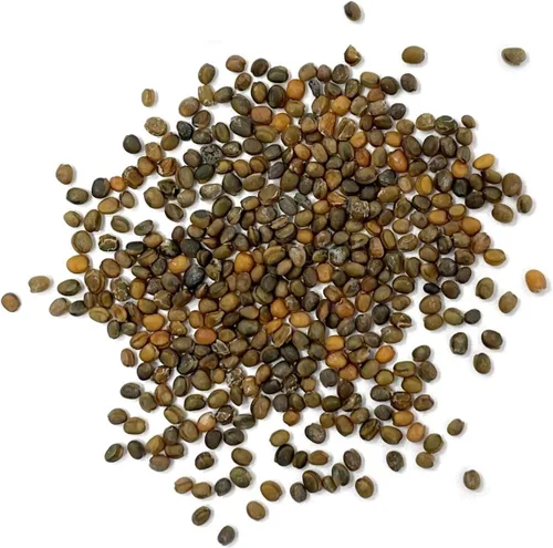 Miniatura 2 de Semillas de Rúcula Puramente Orgánicas (Resistente al Espigado) - Aproximadamente 400 Semillas - USDA Orgánico, Sin OGM, Polinización Abierta