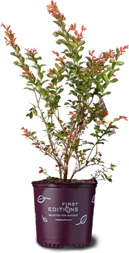 Miniatura 30 de American Plant Exchange Black Diamond Shell Pink Crape Myrtle Tree Live, maceta de 1 galón, 1-1.5 pies de alto, flores rosas vibrantes, tolerantes a