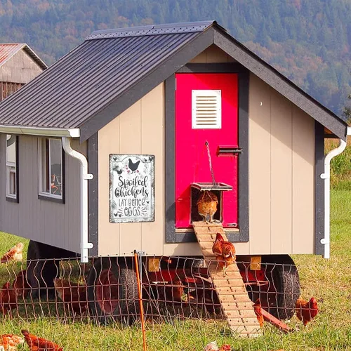 Miniatura 7 de Letreros de Coop de Pollos al Aire Libre - Letrero de Granja de Metal para Granja de Casa Rural, Pollos Mimados Ponen Huevos Mejores, Letreros