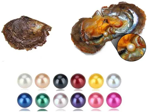 Ostras de perlas cultivadas de agua salada Akoya de colores mixtos de 0.236 a 0.276 pulgadas para hacer joyas de bricolaje (1 unidad, color al azar)
