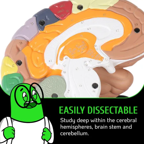 Miniatura 3 de Modelo de cerebro humano con números grabados con láser y etiquetado Incluye soporte de metal resistente, funda de transporte ligera y disecciones