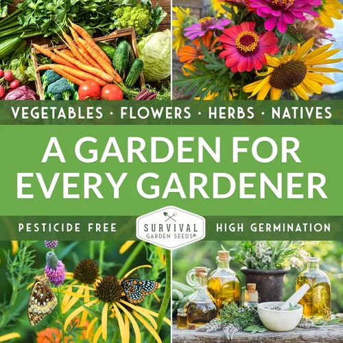 Miniatura 6 de Semilla de judía polera Kentucky Wonder para plantar - 1 paquete con instrucciones para plantar y cultivar judías verdes en tu jardín de hortalizas