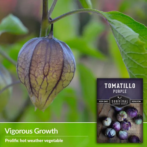 Miniatura 4 de Semillas de tomatillo morado para plantar, tomate de cáscara mexicana de reliquia, vegetal polinizado abierto sin OMG de alto rendimiento para salsa