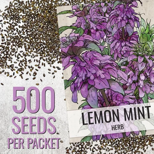Miniatura 3 de Seed Needs Semillas de limón y menta para plantar hierbas anuales sin OMG, 1 paquete