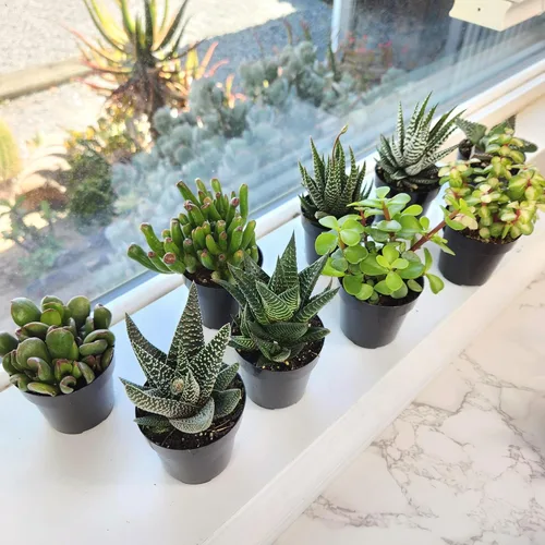 Miniatura 2 de Altman Plants, Plantas suculentas vivas, plantas de ventana vivas (8 unidades), plantas de interior vivas, plantas de interior vivas, plantas