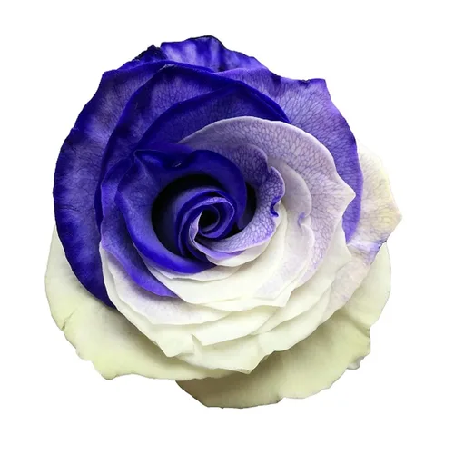 Miniatura 6 de Rosas arcoíris recién cortadas de Flower Explosion