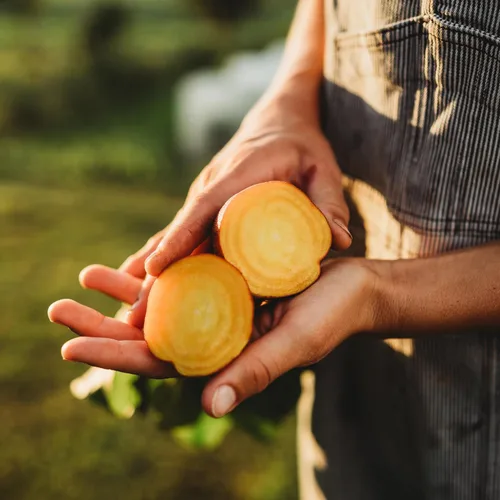 Miniatura 4 de Golden Detroit Beet - 50 semillas - Variedad de reliquia y polinizada abierta, semillas de vegetales sin OMG para plantar en interiores o exteriores
