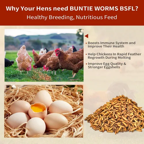 Miniatura 3 de BUNTIE WORMS Gusanos secos de mosca del soldado negro 5LB, alimento para pollos alto en proteínas, 100% natural sin transgénicos – Tratamiento