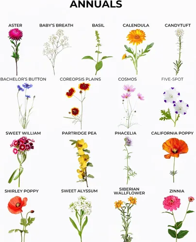 Miniatura 6 de Tactiko Garden Mezcla de 26 Semillas de Flores Silvestres, 120,000+ semillas de 4 oz Save The Bees Semillas de Jardín de Flores Silvestres, Semillas