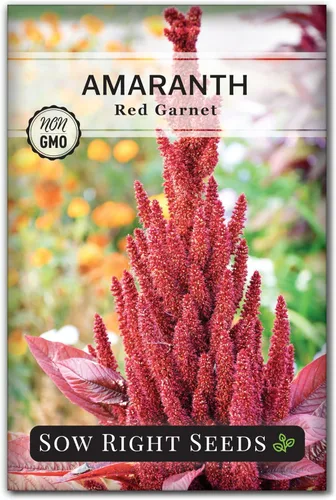 Miniatura 7 de Sow Right Seeds - Semillas de amaranto rojo granate para plantar - Paquete de reliquia sin OMG con instrucciones para plantar y cultivar un huerto