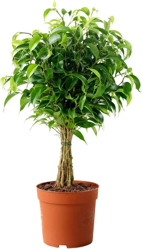 Miniatura 3 de Ficus Benjamina Bonsai Higuera llorona Benjamin Fig Ficus Tree Java Fig Chinese Banyan 20+ Semillas para plantar