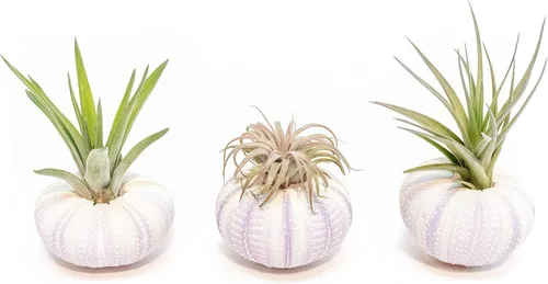 Air Plant Shop Paquete de 3 erizos de mar morados con plantas de aire surtidas, suculentas, Tillandsia viva, plantas de interior y exterior de fácil