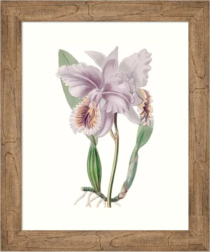 Amanti Art Framed Wall Art Print 24x20 Lavender Beauties II by George Edwards, Flowers Wall Art, Vintage Decor, Small Poster Painting Artwork for