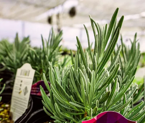 Miniatura 19 de Guardería Greenwood: Plantas Perennes Vivas - Rosa de Bath + Dianthus Gratianopolitanus - [Cantidad: 1x Maceta de Pinta]