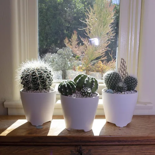 Miniatura 4 de Altman Plants - Colección de cactus surtidos para jardines, contenedores o regalos