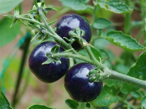 Miniatura 5 de Semillas de tomate cereza rosa índigo/tipo indeterminado/sin OGM/reliquia