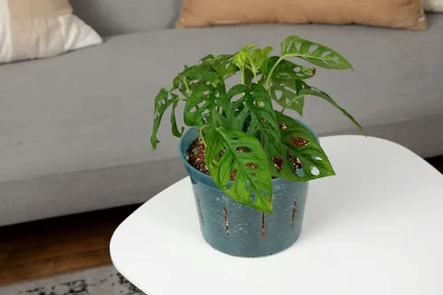 Miniatura 5 de rePotme Maceta de orquídeas ranuradas de 8 pulgadas con agujeros, paquete de 3 unidades (zafiro azul)