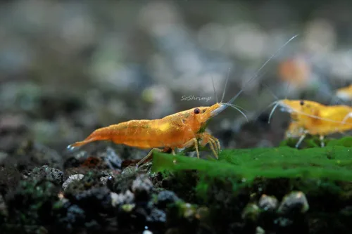 Miniatura 21 de Camarones vivos de acuario de agua dulce - Neocaridina (Carbon Rili, 10 unidades)
