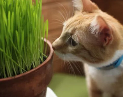 Miniatura 5 de A los perros y gatos les encantan las semillas certificadas -(50 - Semillas)
