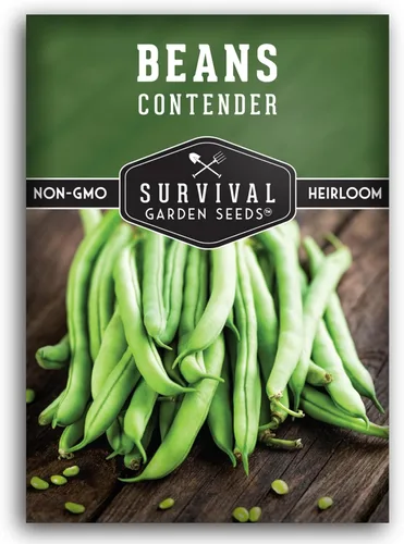 1 paquete de semillas de frijol Contender Bush para plantar con instrucciones para cultivar deliciosos judías verdes sin cuerda en tu huerto casero