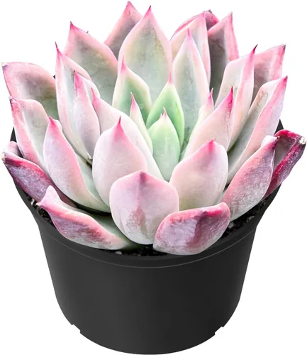 Miniatura 19 de Sprout N Green Golden Jade - Crassula Ovata 'Hummel Sunset', rara planta suculenta linda totalmente enraizada en maceta de 2 pulgadas con tierra