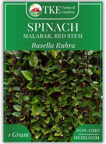 TKE Farms & Gardens - Semillas de espinaca malabar roja para plantar, espinaca trepadora sin OMG, semillas nutritivas de vegetales asiáticos, 30
