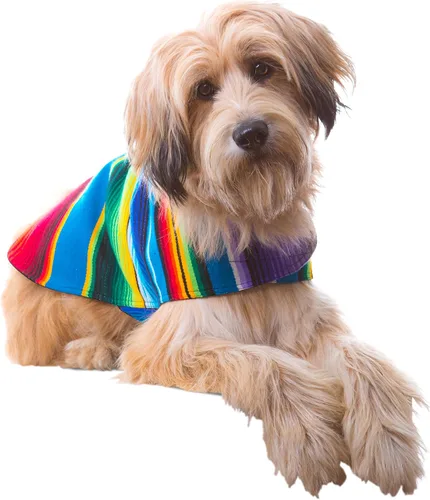 Miniatura 13 de Poncho de perro hecho a mano de Authentic Mexican Blanket; ropa para perros, suéter, abrigo, xxL, Azul