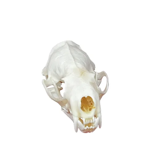 Miniatura 10 de Calaveras de animales reales en taxidermia, espécimen de huesos reales, suministros de taxidermia para educación científica, regalo especial